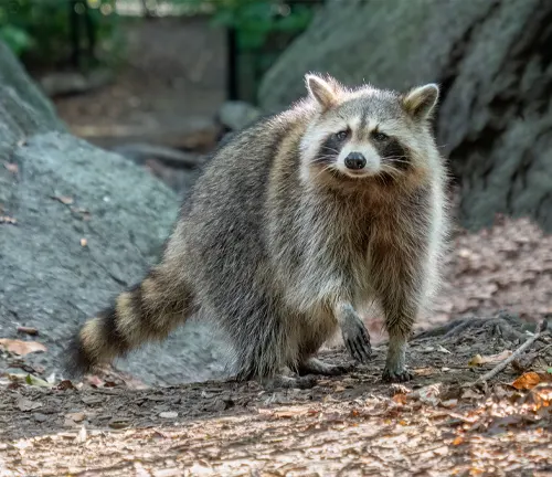 Common Raccoon