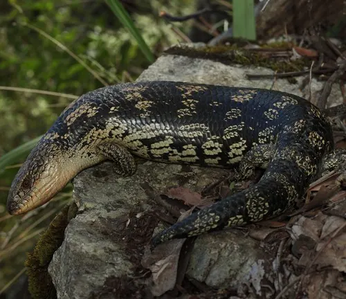 Blotched Blue-tongue Lizard resting on a rock amidst natural surroundings