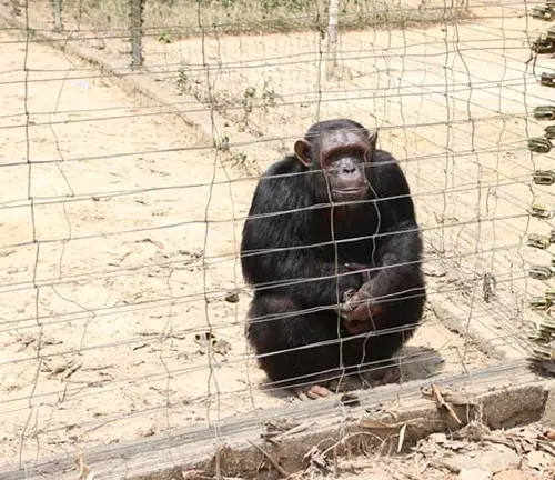 A Bonobo ape behind a wire fence in a sandy enclosure