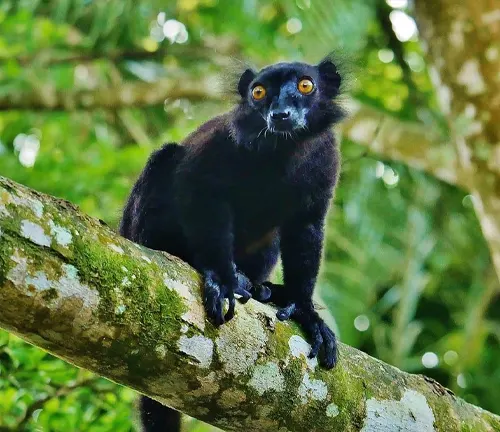 Black Lemur
(Eulemur macaco)
