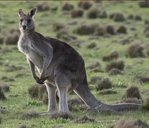 Eastern Grey Kangaroo
