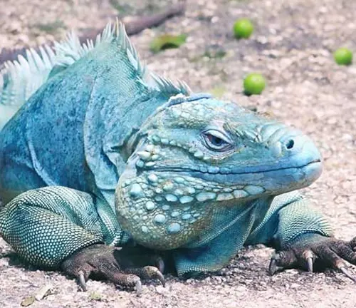a blue iguana, prominently displayed in the foreground