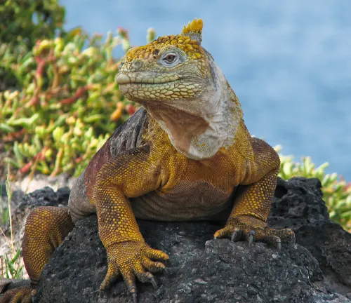 Galápagos Land Iguana perched on a rugged rock in its natural habitat, gazing into the distance