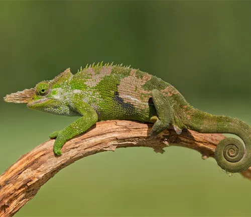 a vibrant green Fischer’s Chameleon with intricate patterns across its body, perched on a gnarled brown branch