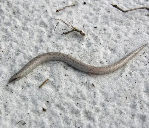 Florida Sand Skink, a slender, light brown lizard with smooth scales