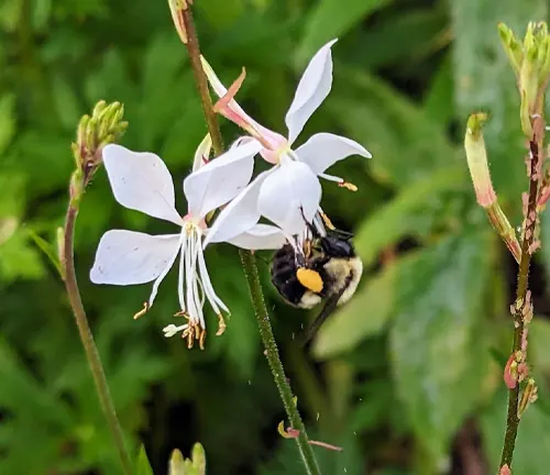 A bee pollinating a white Gaura plant flower in a natural habitat
