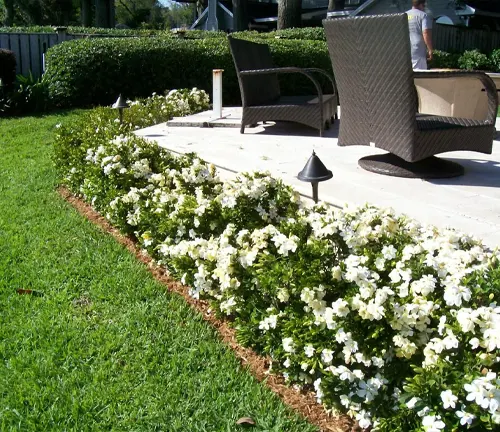 Well-maintained garden with blooming gardenias bordering a patio area