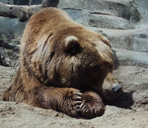 Brown bear resting on sandy and rocky terrain