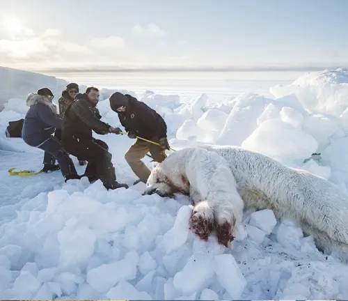 indigenous people observing a tranquilized polar bear on icy terrain