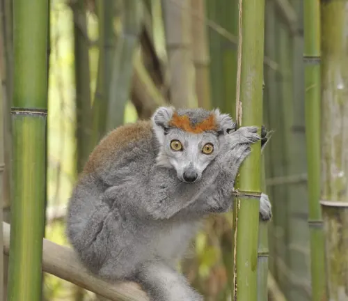 Crowned Lemur
(Eulemur coronatus)