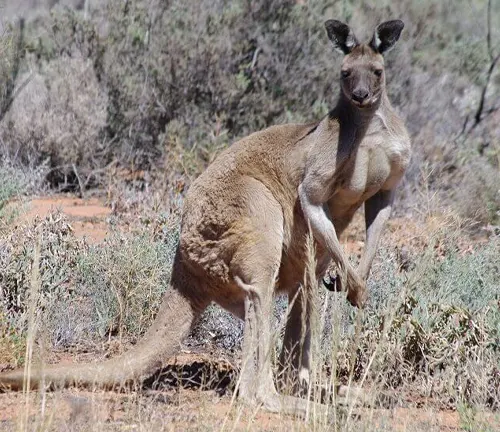 Western Grey Kangaroo
