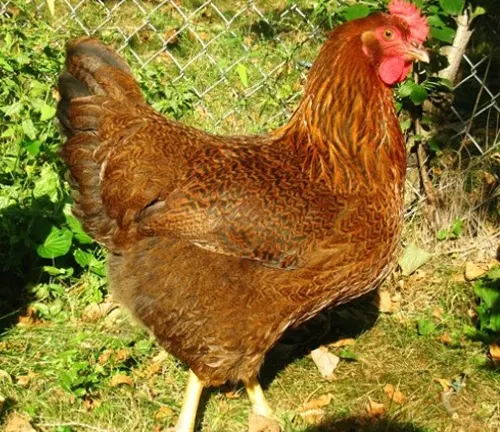 PlyMouth Rock Chicken