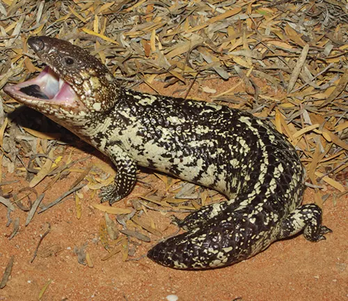 Shingleback Blue-tongue Lizard with its mouth open, lying on dry leaves