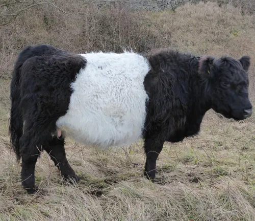 Classic Belted Galloway