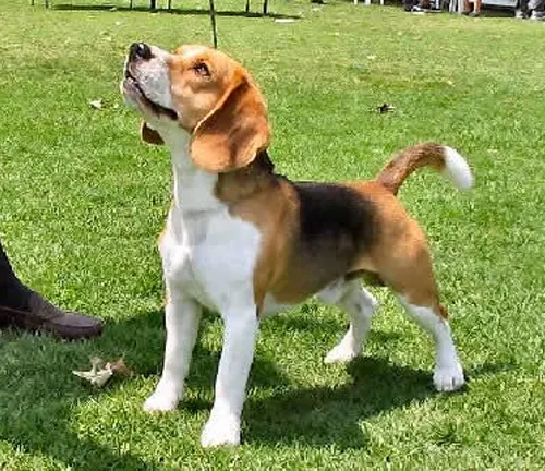 Beagles Dog