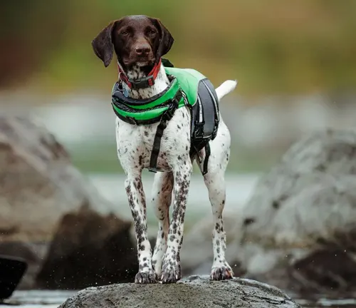 German Shorthaired Pointers Dog