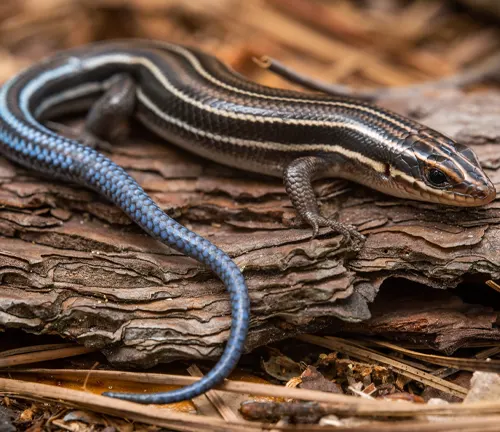 Common Five-lined Skink, a type of lizard with a distinct bright blue tail and dark stripes on its brown body