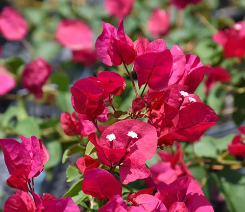 close-up view of Bougainvillea ‘Barbara Karst’ flowers