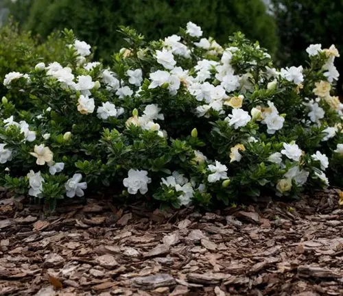 Gardenias blooming amidst green foliage on a bed of wood chips