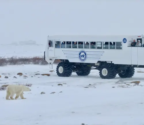 polar bear walking near a tundra buggy in a snowy landscape
