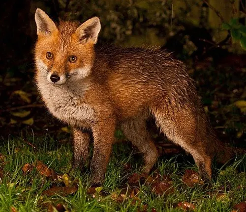 Red Fox Nocturnal Behavior