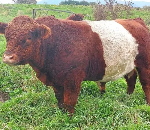 Red Belted Galloway