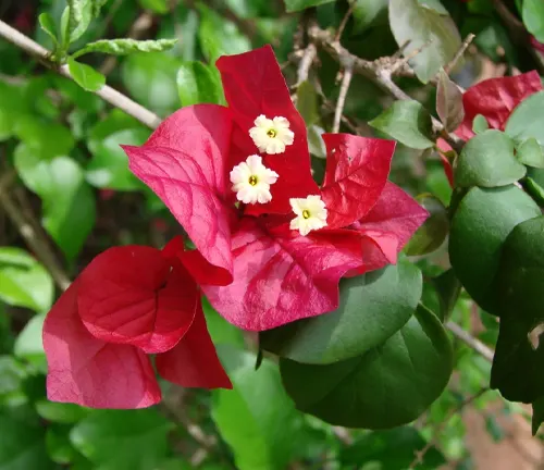 Bougainvillea ‘Spectabilis’ plant in full bloom