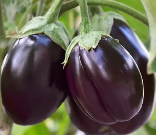 Eggplant Plant