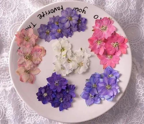 Colorful assortment of Gaura flowers arranged in a circular pattern on a plate.