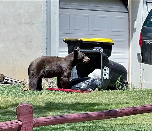 Brown bear rummaging through a toppled garbage bin near a house