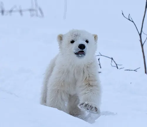 young polar bear cub standing on snow-covered ground