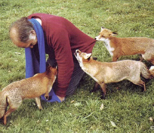 A person kneeling on a grassy field, interacting with three foxes