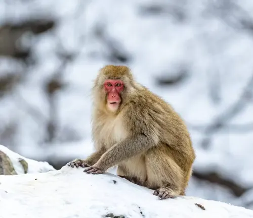 Japanese Macaque