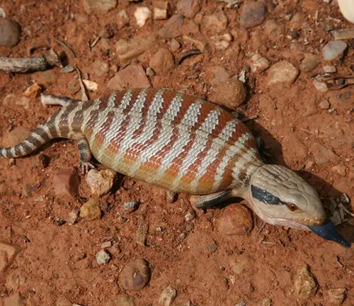 Central Blue-tongue Lizard with blue tongue revealed, lying on rocky ground