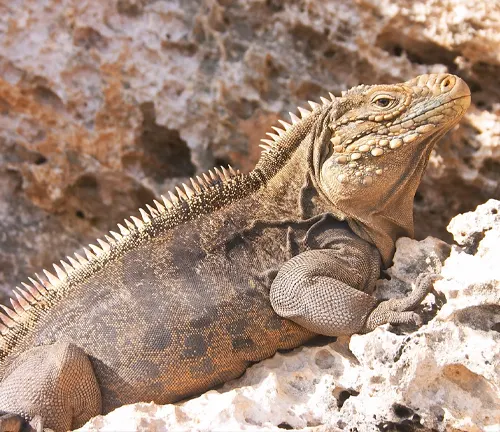 Cuban Iguana, prominently displayed against a backdrop of rough, rocky terrain