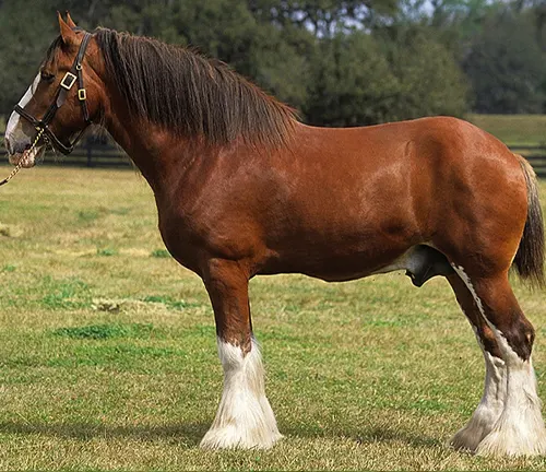 Clydesdate Horse