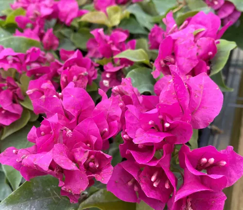 Bougainvillea ‘Vera Deep Purple’ flowers