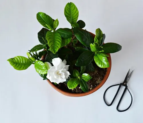 blooming Gardenia plant in a pot with a pair of scissors beside it