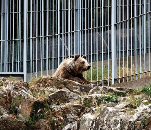 Brown bear resting on rocks inside a zoo enclosure