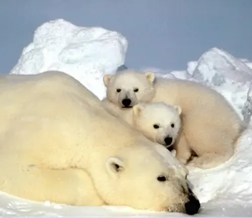 polar bear mother with two cubs in the snow