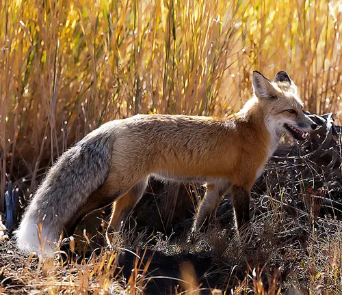 fox walking through tall golden grasses in its natural habitat