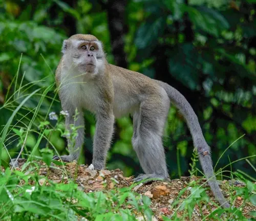 Long-tailed Macaque