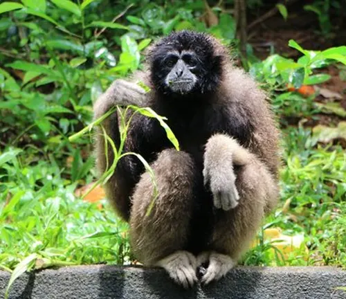 Muller's Gibbon