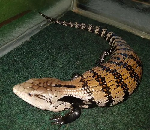 Indonesian Blue-tongue Lizard on a green surface
