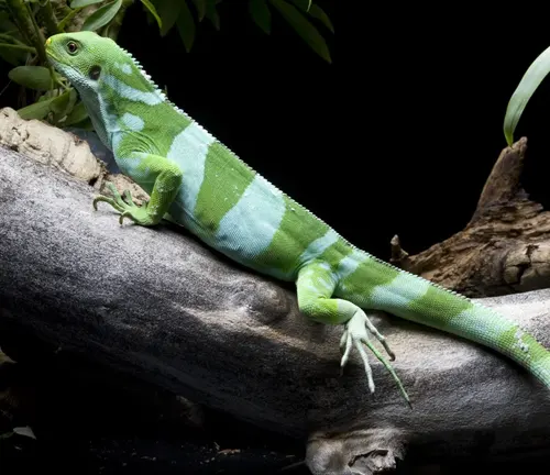 vibrant green and white Fiji Iguana perched on a tree branch in a natural habitat setting