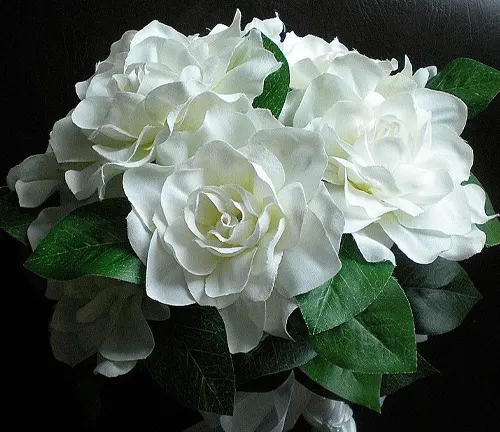 beautiful arrangement of white Gardenia flowers