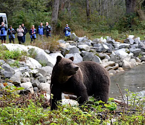 Brown bear near a stream with tourists observing from a distance