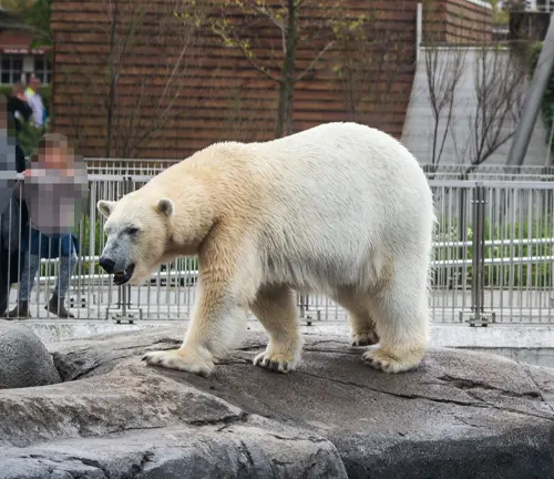 polar bear in a confined space with observers in the background