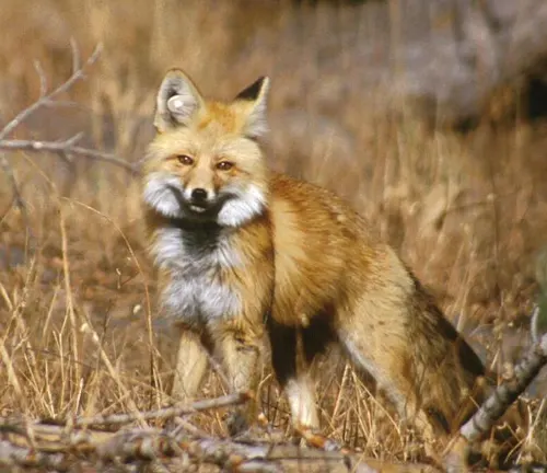 An alert fox standing amidst dry, brown grass in a natural environment