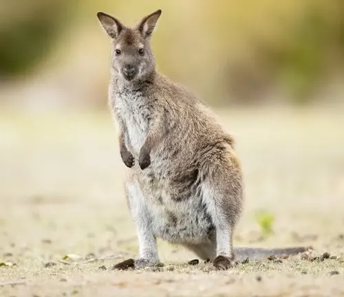 Red-Necked Wallaby
